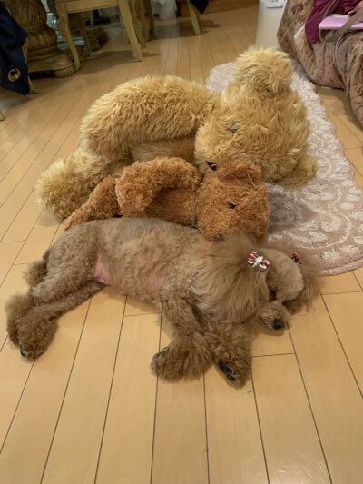 どれが、うちのワンコでしょう？（笑） | その他