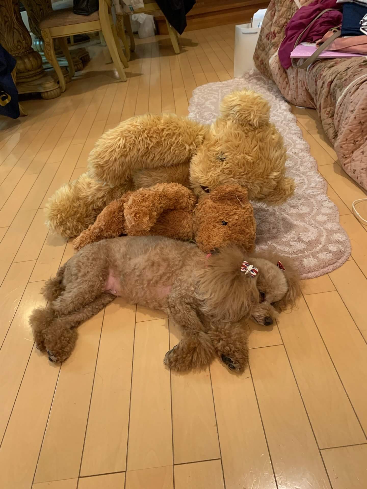 本物は、どれでしょう？ | その他