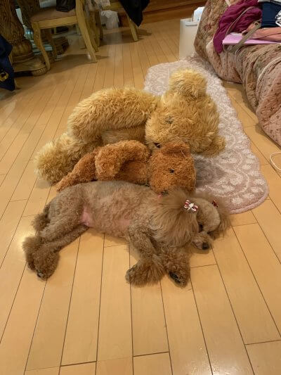 本物は、どれでしょう？ | その他