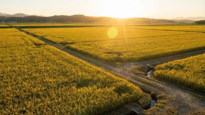 農地のままでは評価額が下がらない現実 | 不動産相続・売却の専門コラム
